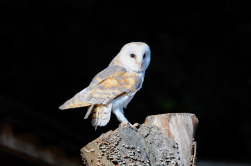 owl on a branch