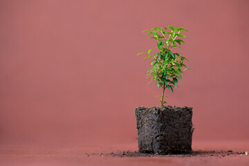 myrtle plant and clay pot on terracotta background, small plant with soil, the birth of life