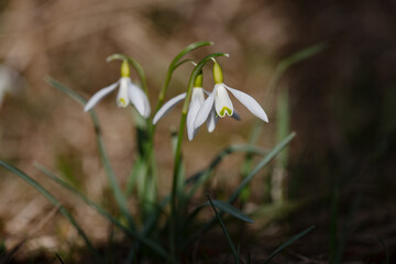 Galanthus nivalis. Snowdrops in the natural background. Springtime symbol. Sunlight view