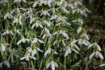 Fototapeta premium Galanthus nivalis. Snowdrops in the natural background. Springtime symbol. Sunlight view