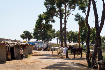 Caballo o Horse en Hybeliada o Adalar, en las Islas Principe, cerca de la ciudad de Estambul en el pais de Turquia