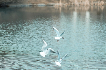 River gull on the background of the park in March. Close-up