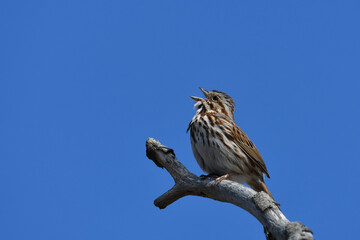 Song Sparrow bird singing