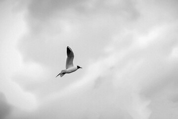 Obraz premium River gull on the background of the park in March. Close-up