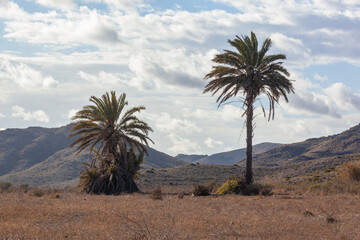 Palm trees surrounded with mountains located within Calblanque Regional natural Park, Murcia, Spain