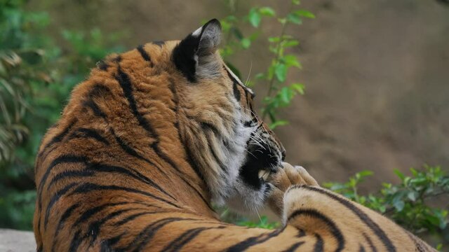 This close up, slow motion video shows a wild tiger laying down and cleans it's paws with it's tongue.