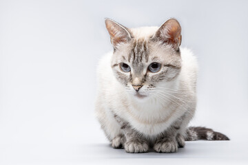 tabby siamese cat portrait isolated over grey background. cat waiting for feed cut out
