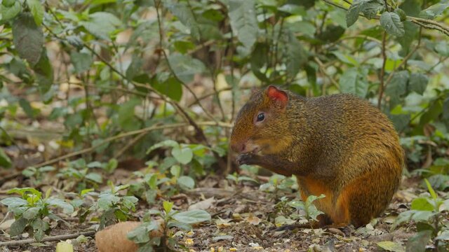 Cotia comendo no meio da floresta / Agouti eating in the middle of the forest