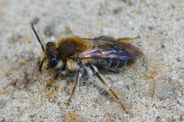 Dorsal closeup of a female a not so commonly found mining bee ,  Andrena mitis