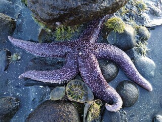 starfish on the beach