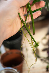 Long roots from water propagation and houseplant cutting potting.