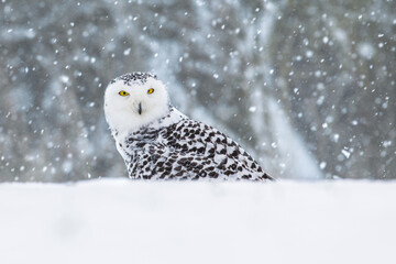 Snowy owl, Bubo scandiacus, perched in snow during snowfall. Arctic owl surrounded by snowflakes....