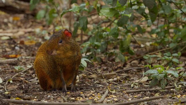 Cotia comendo no meio da floresta / Agouti eating in the middle of the forest	