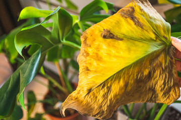 Overwatered sick monstera plant yellowing leaves. Houseplant diseases.