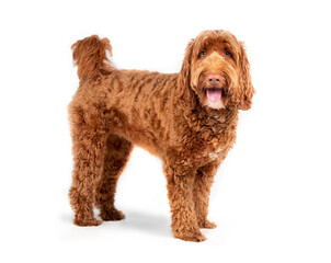 Isolated Labradoodle dog standing sideways with mouth open and tongue out. Medium to large female adult dog looking at camera. Happy or excited dog expression. Fluffy curled red fur. Selective focus.