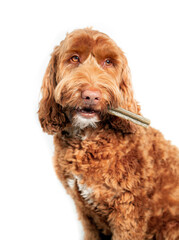 Dog with dental chew stick in mouth. Labradoodle dog with long bone to the side, like a cigarette. White teeth and fangs visible. Concept for dental health treats for dogs. Selective focus.