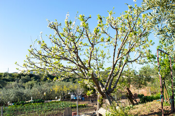 ciruelo en flor