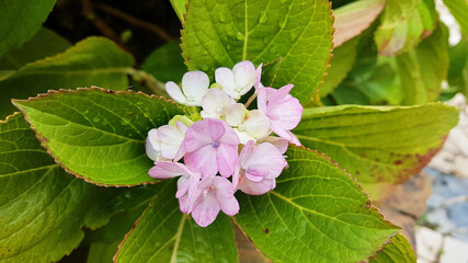 Close-up of pink Hydrangea macrophylla macrophylla with large leaves.