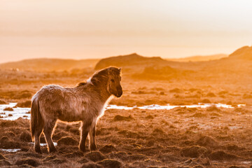 Islandia  © jacek swiercz