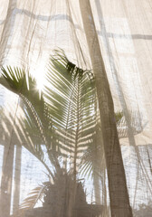 palm plant in window covered by boho curtains with sunlight