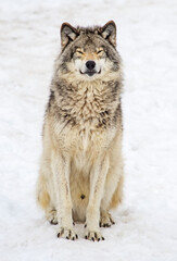 Fototapeta premium smiling timber wolf