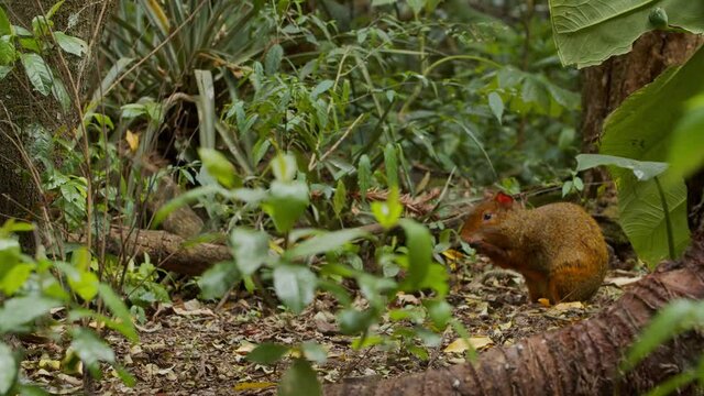 Cotia comendo no meio da floresta / Agouti eating in the middle of the forest	