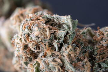 Closeup of dry Cannabis Bud with dark background