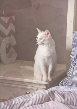 white cat on the bedstand