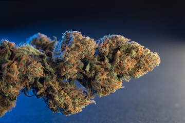 Cannabis Buds closeup. Weed Drug Flower macro view