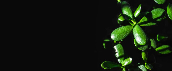 Dark black isolated image of jade plant with copy space . Closeup jade plant leaves dark background.