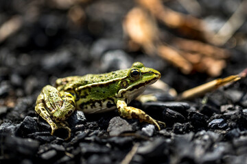 wildlife and wild animals, profile view of a green water frog