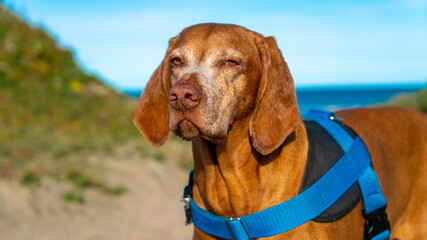 dog on the beach, dogs, vizsla.