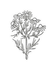 Vector chamomile sketch. Matricaria chamomilla medicinal plant hand drawn illustration.  - obrazy, fototapety, plakaty