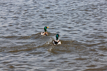 beautiful waterfowl ducks in spring or summer