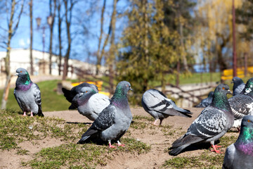 hungry pigeons living in the city