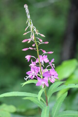 Fireweed