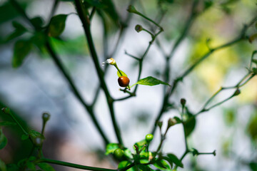 Arbusto verde de chiles rojos
