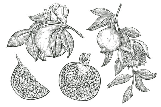 Garnet fruit vector sketch illustration. Sketch Pomegranate fruits and flower on a branch, isolated engraved sign. 