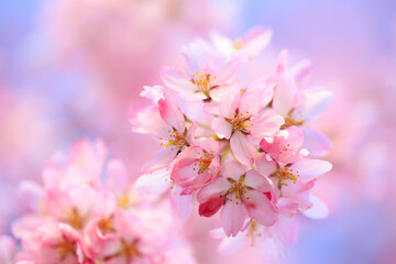 cherry blossoms