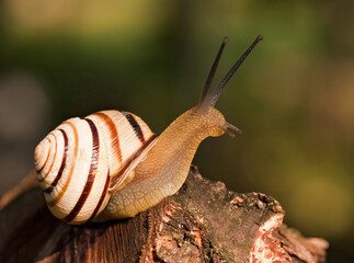 Snail on a tree branch