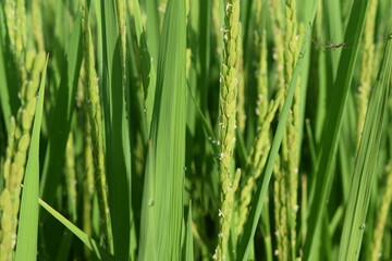 イネの花 山形県 庄内米