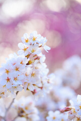 cherry blossom in spring