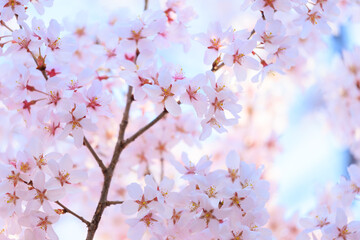 pink cherry blossoms