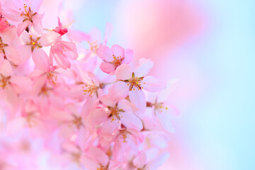 pink cherry blossom in spring