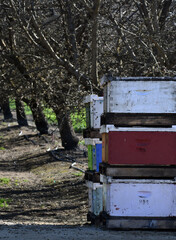 Naklejka premium close up shot of honey bee boxes