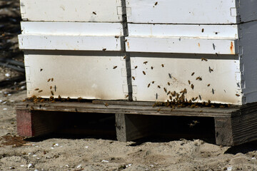 shot of honeybee box during pollination