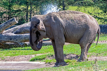Asian female elephant spraying water on itself on a warm summer day