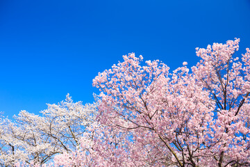 pink cherry blossoms