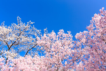 pink cherry blossoms