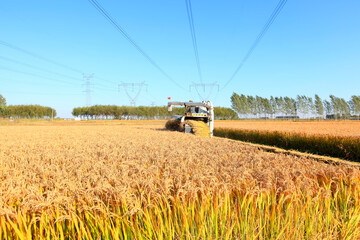 Harvester machine is harvesting rice